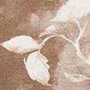 MOCHA FLORAL